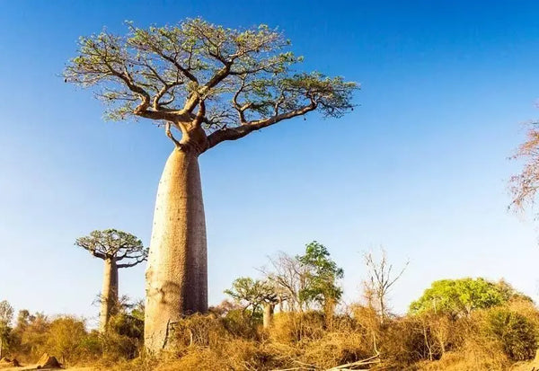 AFRICAN-BAOBAB-EXTRACT-7-AMAZING-SKIN-BENEFITS FirstBase Skincare